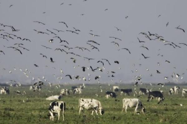 A flock of birds swoops over a herd of cattle.