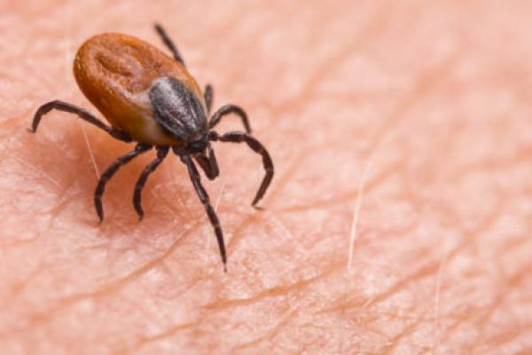 A close-up shot of a tick sitting on human skin.